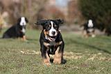 GRAND BOUVIER SUISSE 058